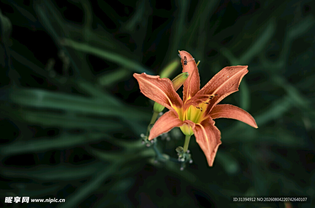 花萱草