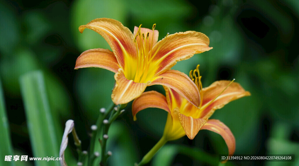 花萱草