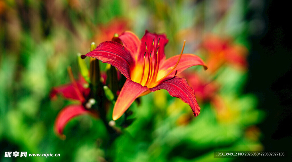 花萱草