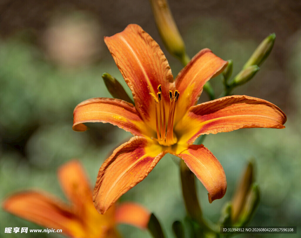 花萱草