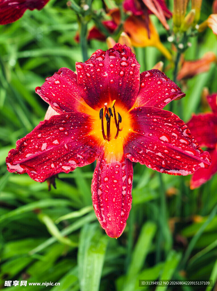花萱草