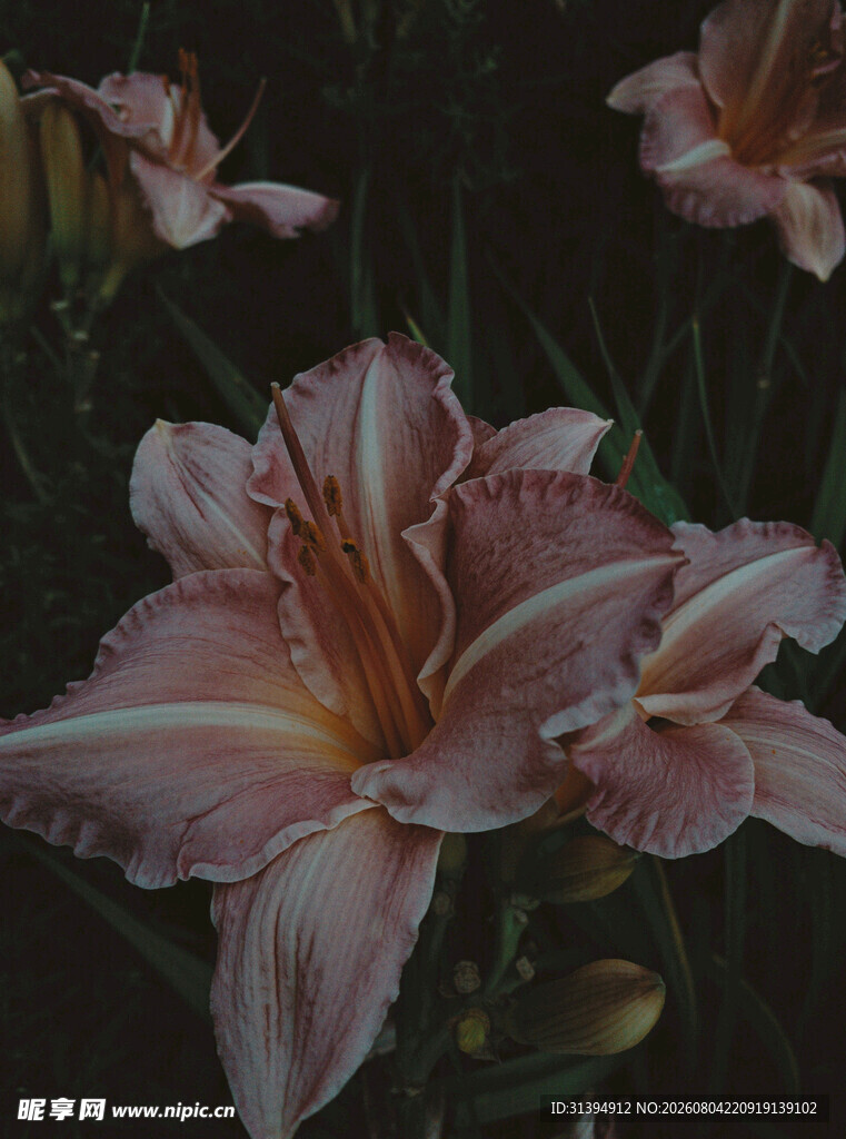 花萱草