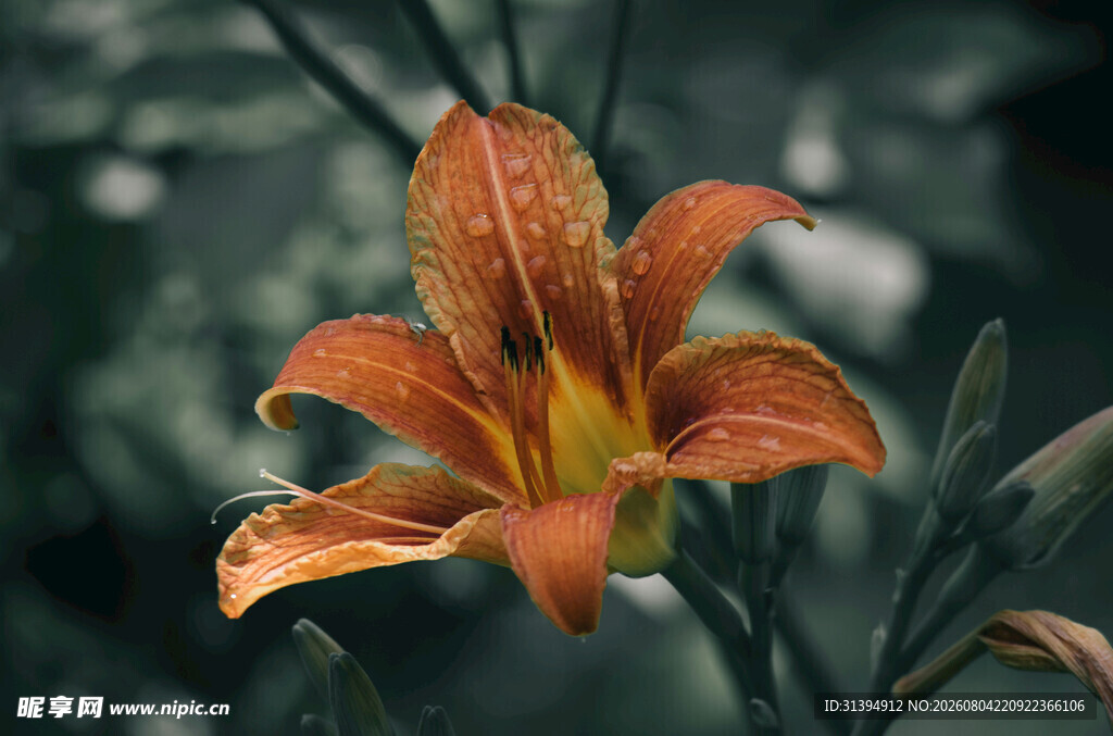 花萱草