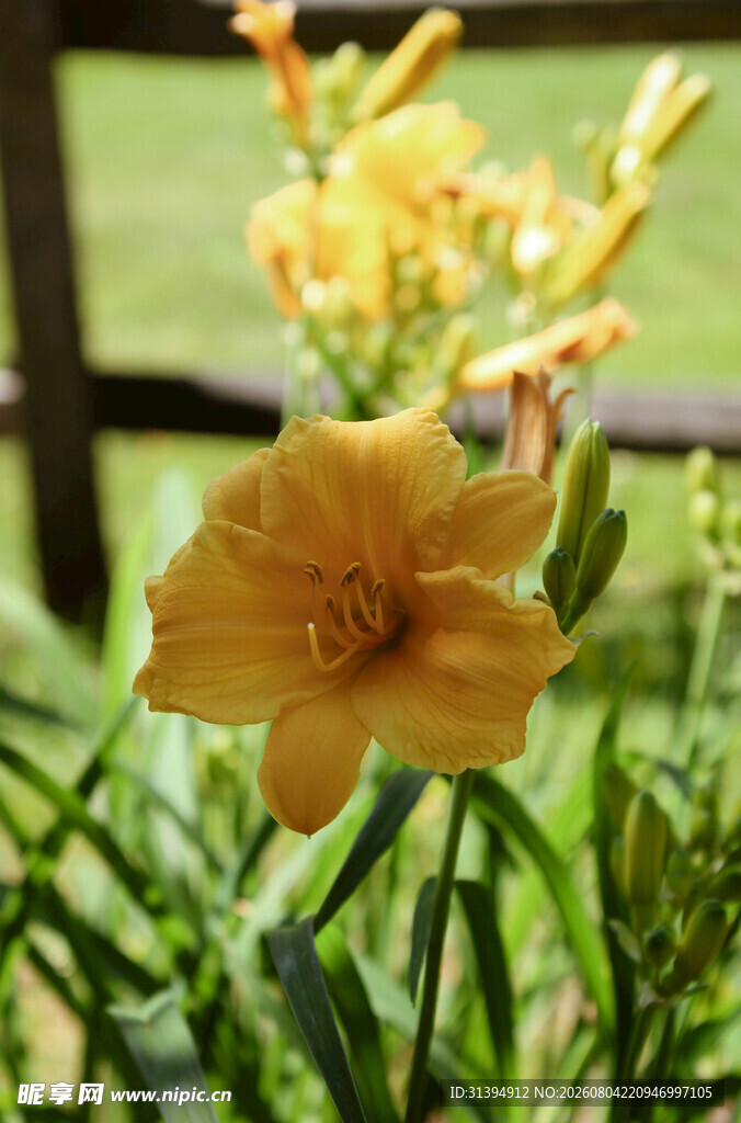 花萱草