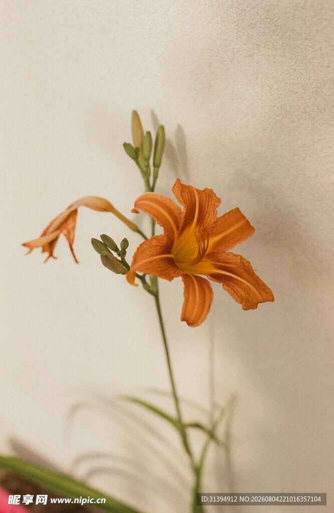花萱草