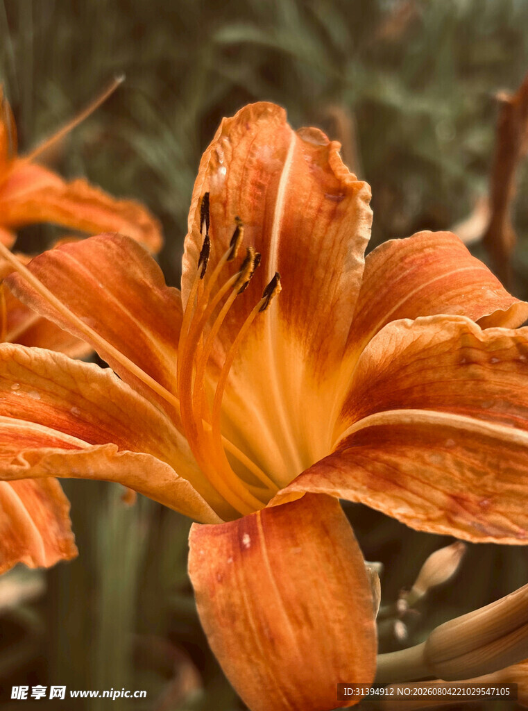 花萱草