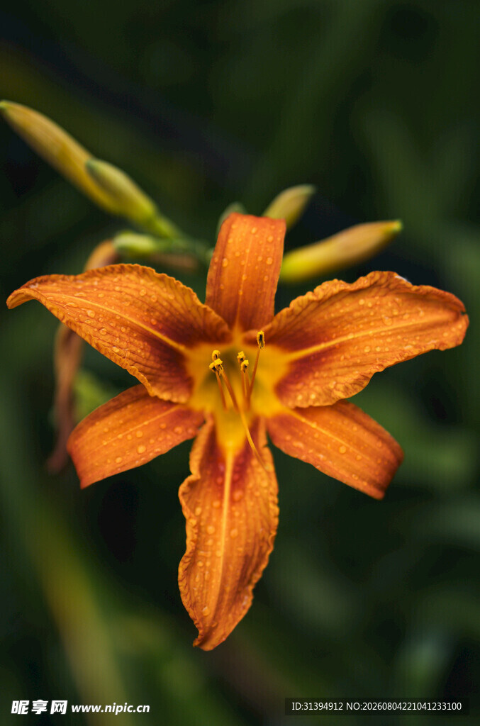 花萱草