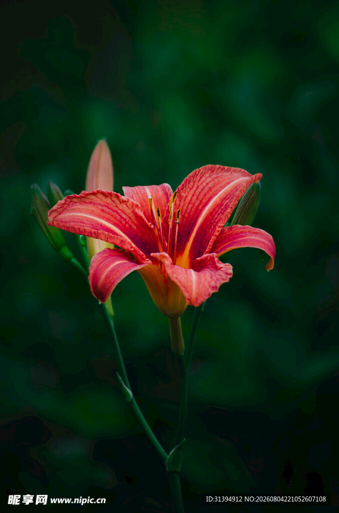 花萱草