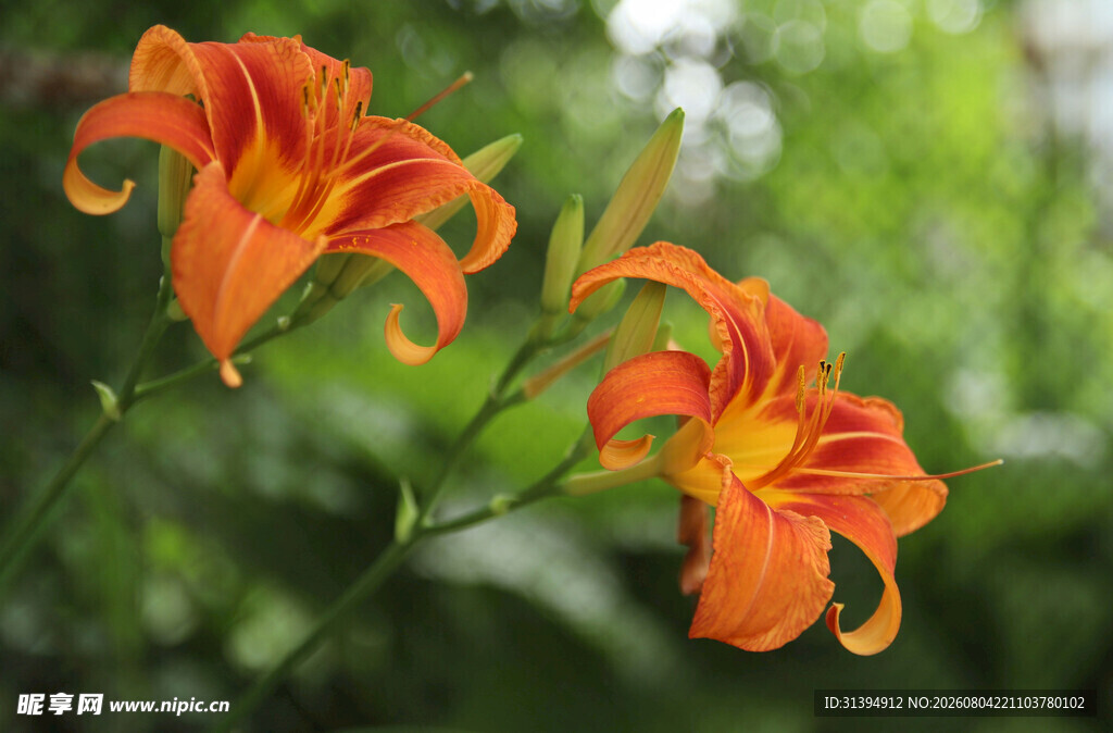 花萱草