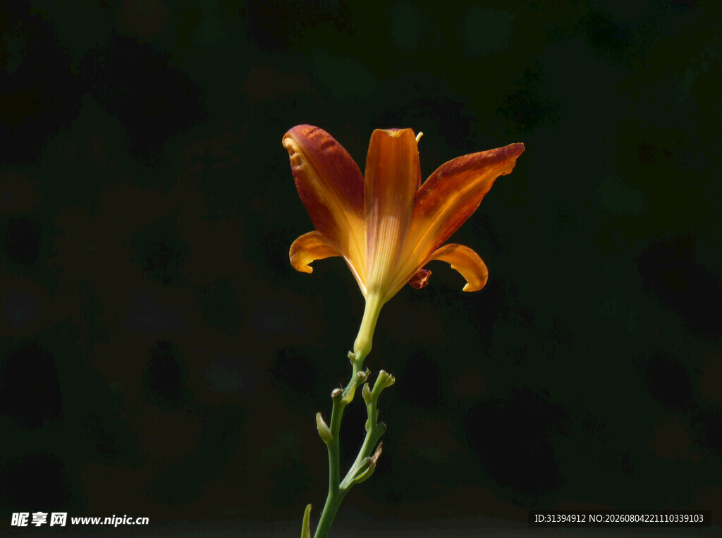 花萱草