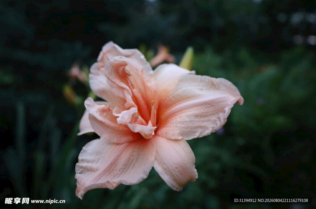 花萱草