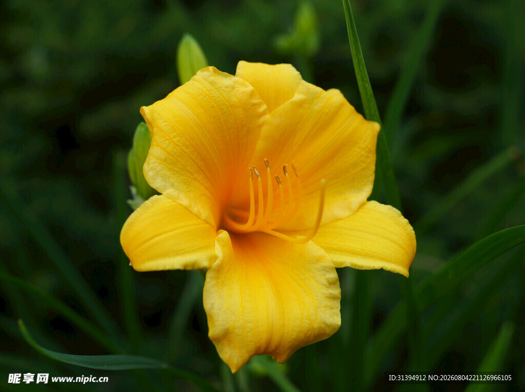 花萱草