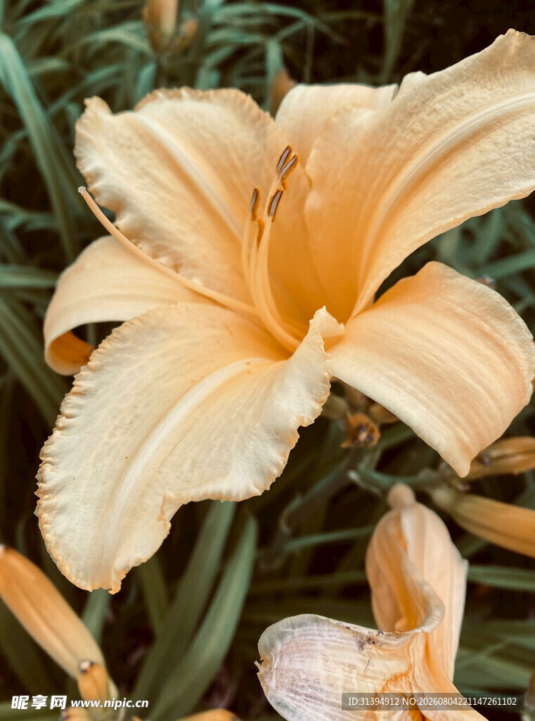 花萱草