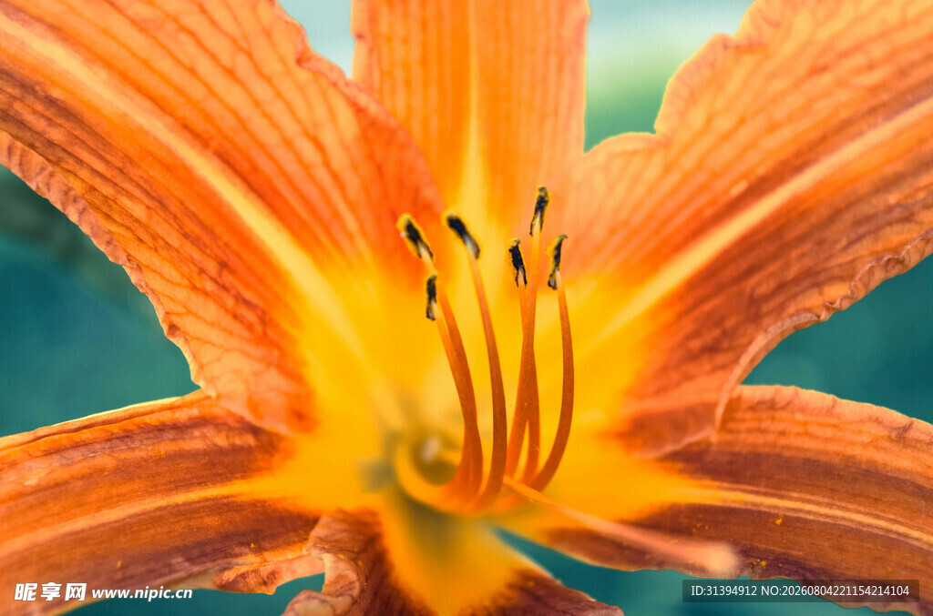 花萱草