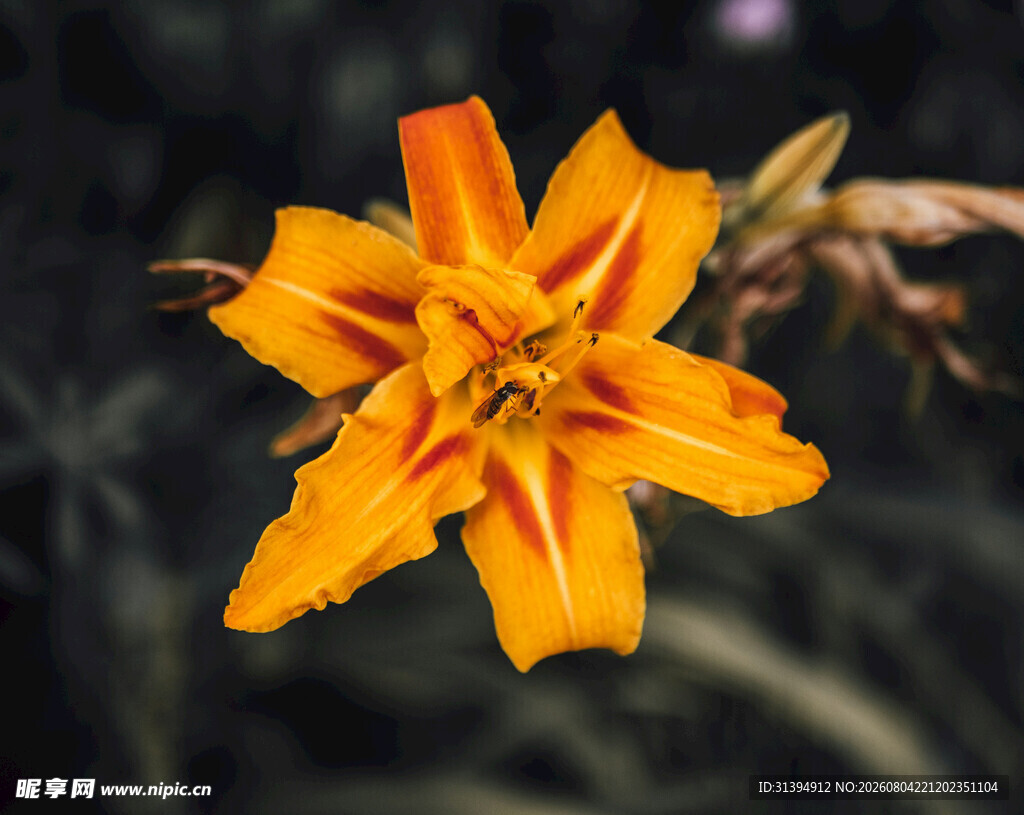 花萱草