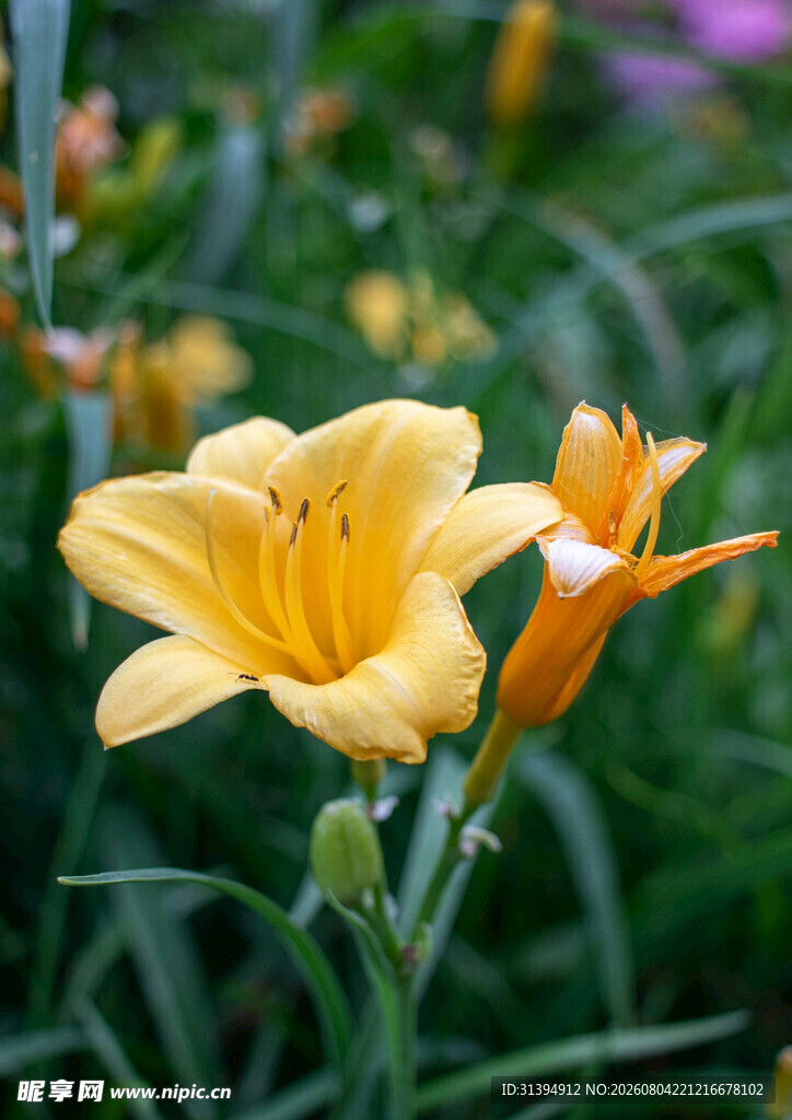 花萱草