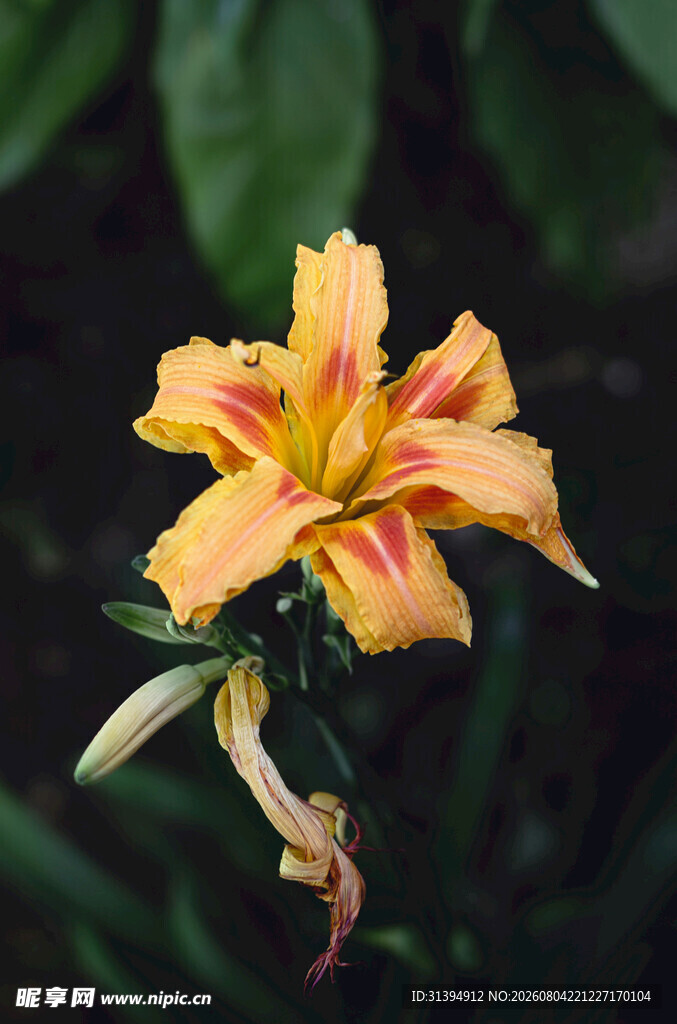 花萱草