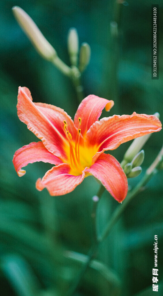花萱草