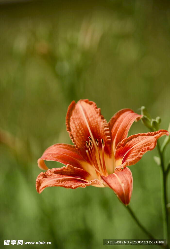 花萱草