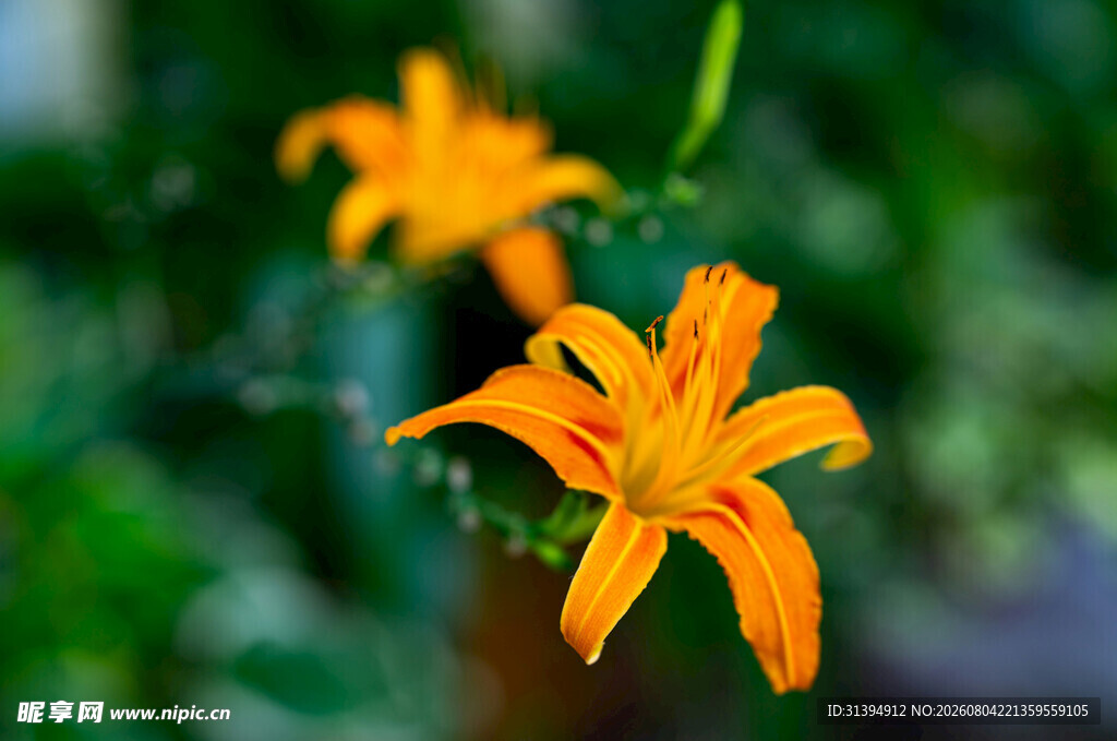 花萱草