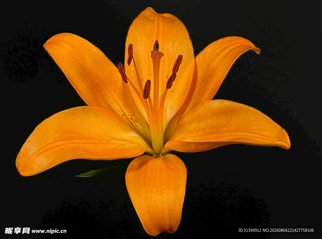 花萱草