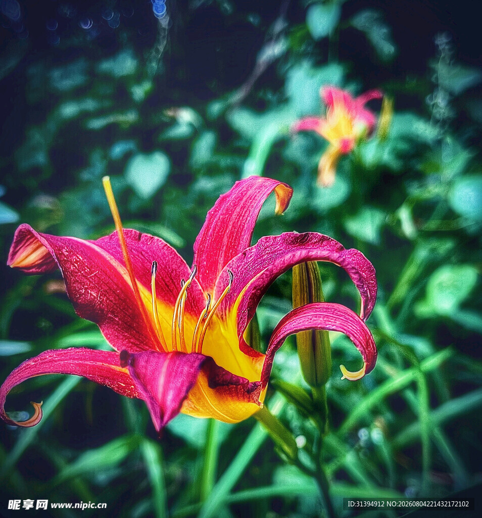 花萱草