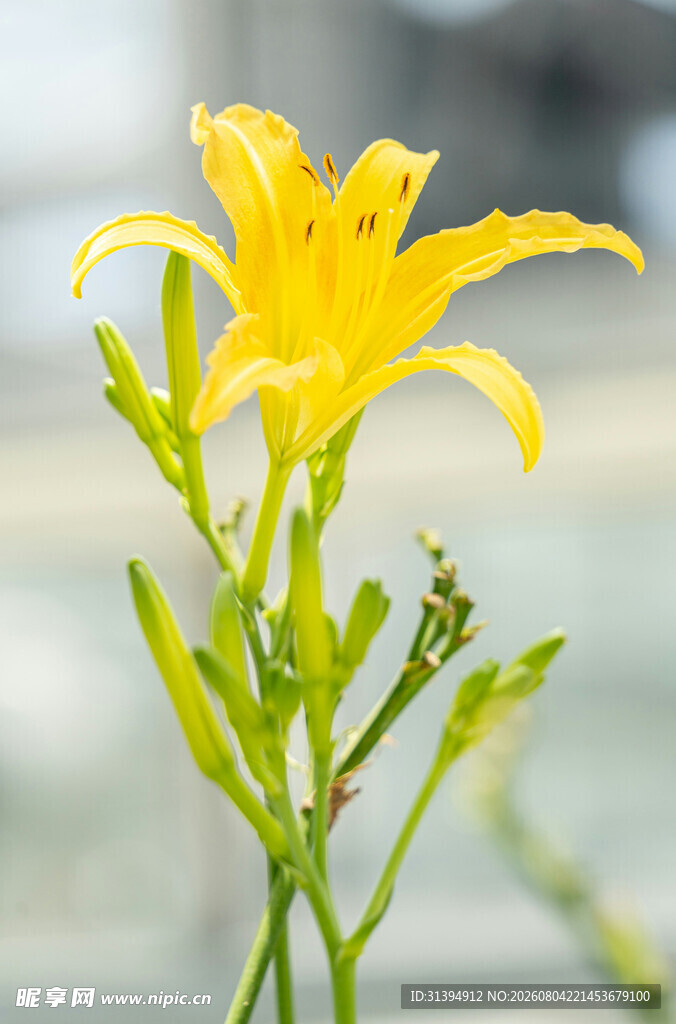花萱草