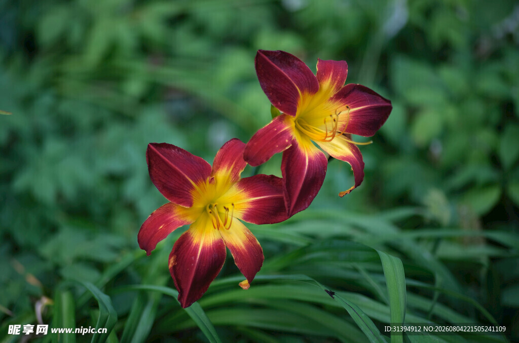 花萱草
