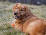 草坪上的金毛犬