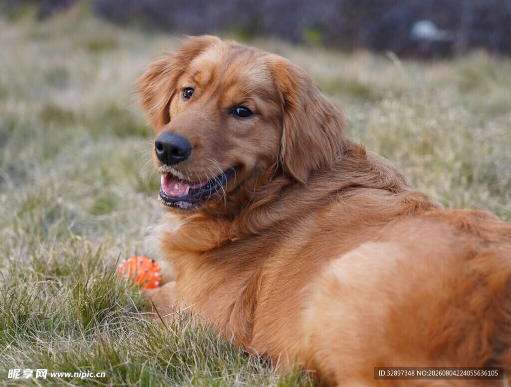 草坪上的金毛犬