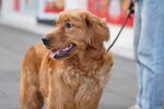 金毛犬