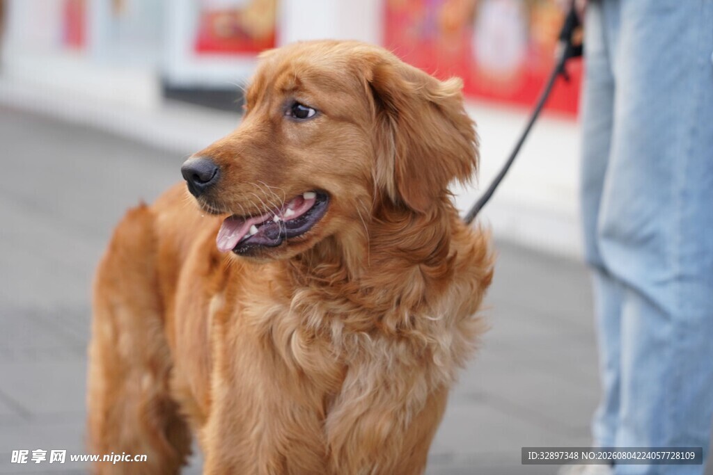 金毛犬