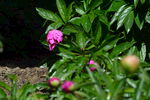 芍药花 