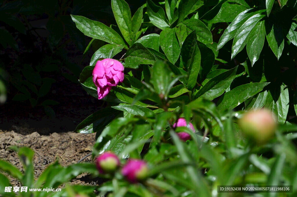 芍药花 