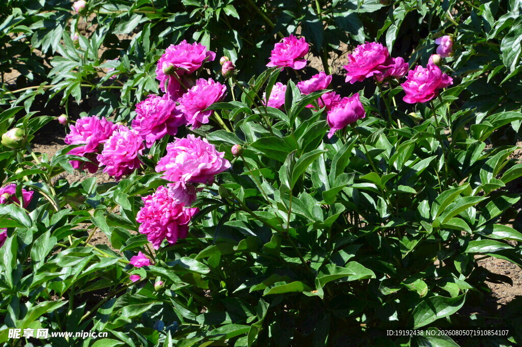 芍药花 