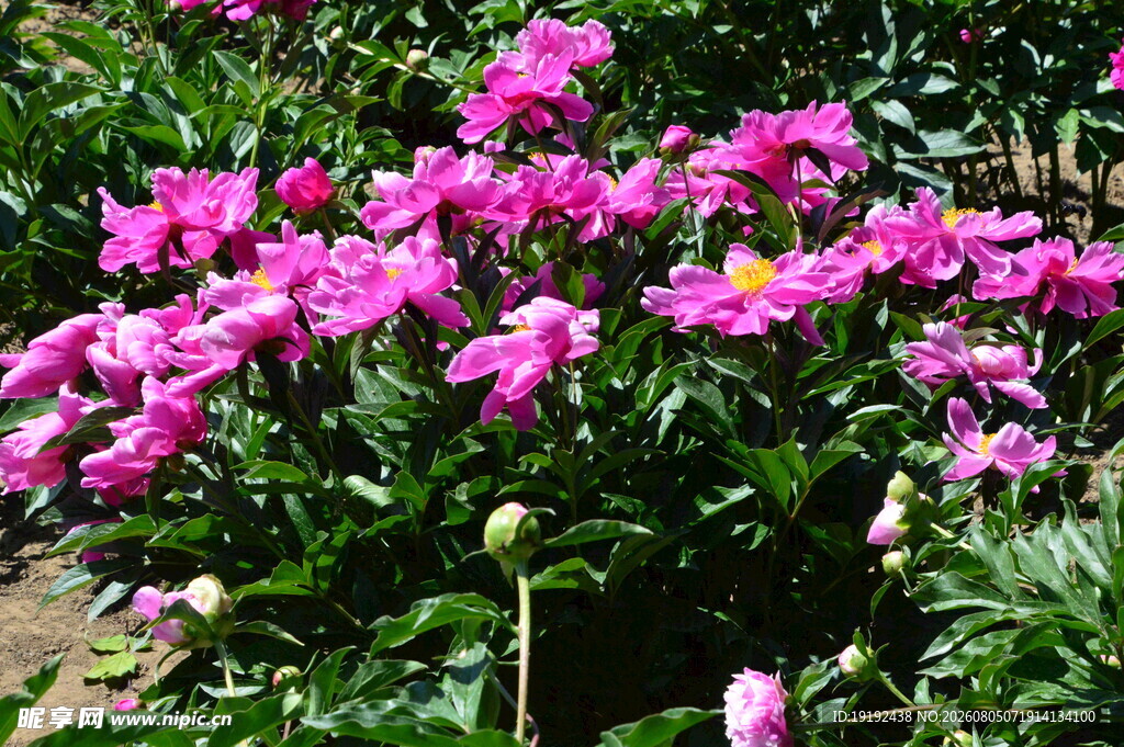 芍药花  
