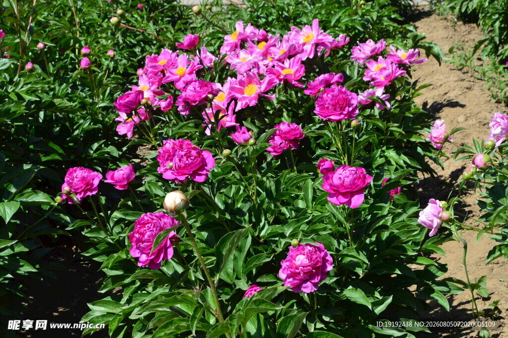 芍药花 