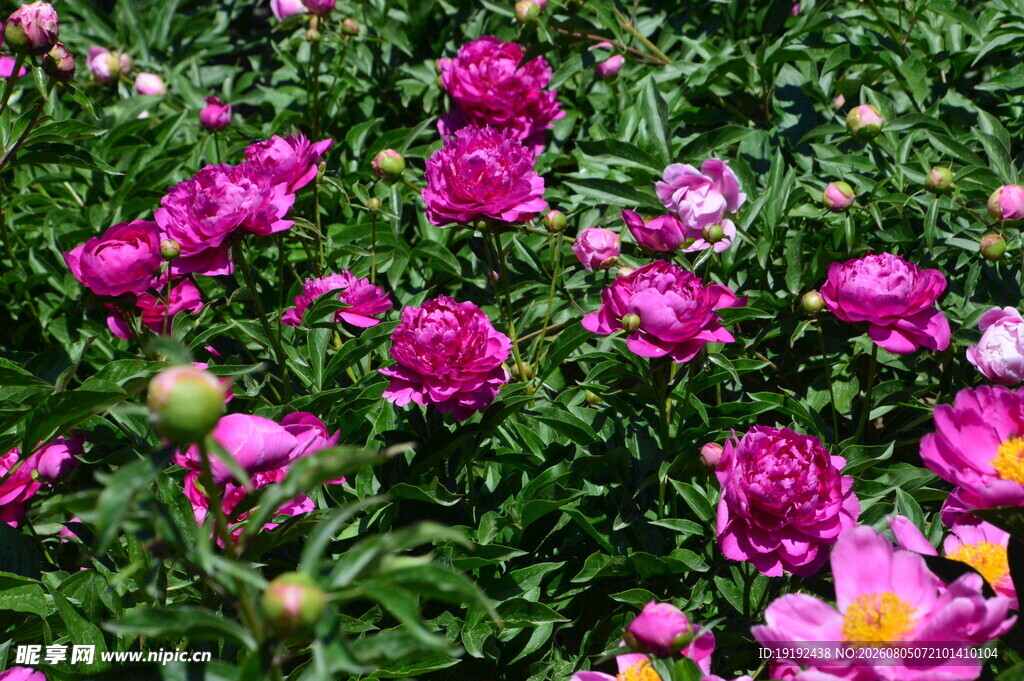 芍药花  