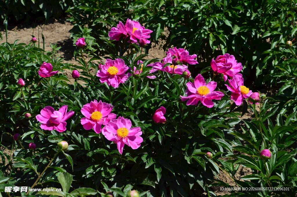芍药花 