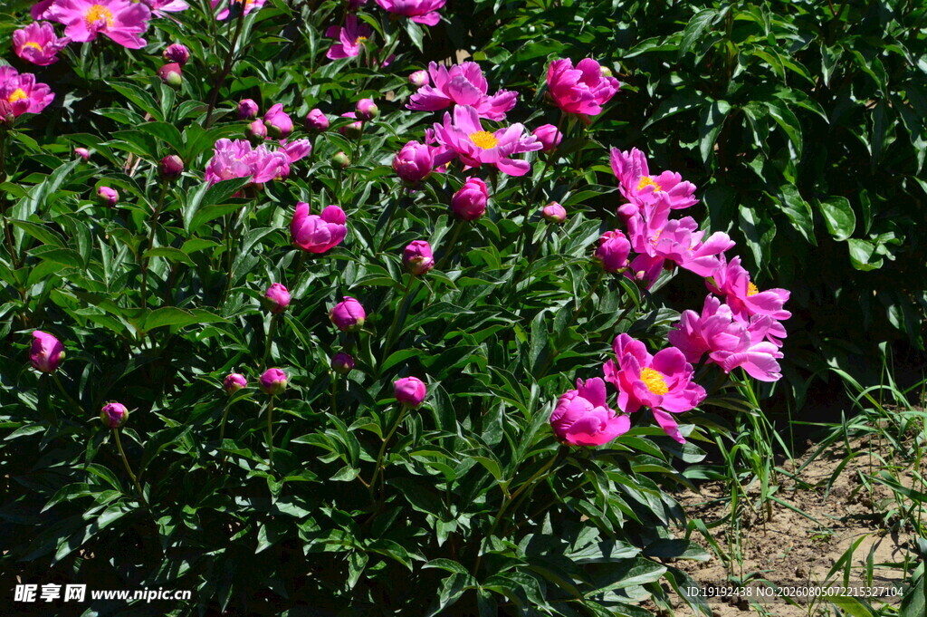 芍药花  