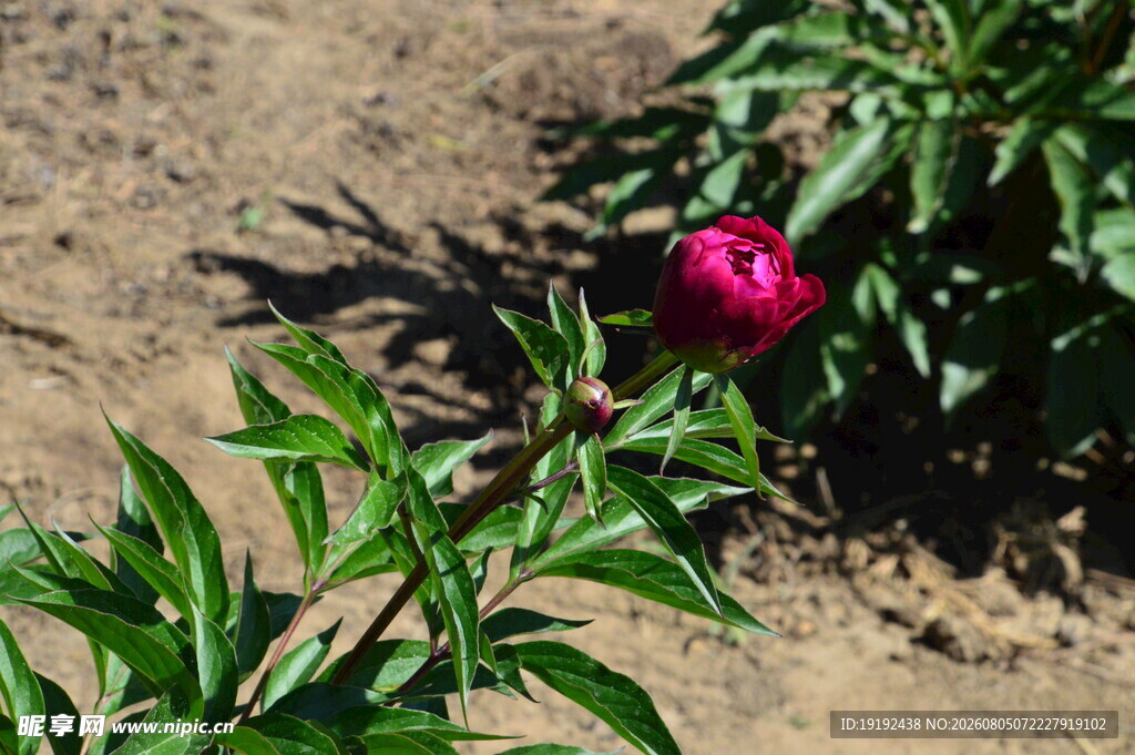 芍药花  