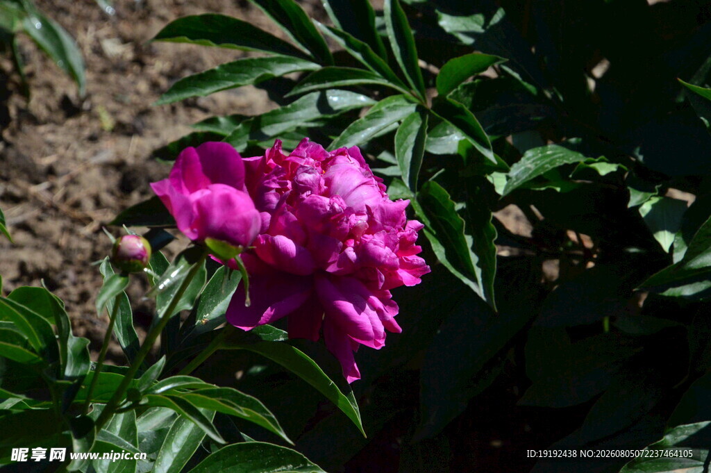 芍药花  