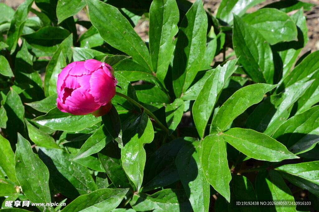 芍药花 