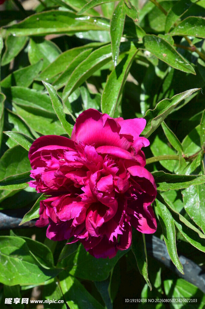 芍药花  