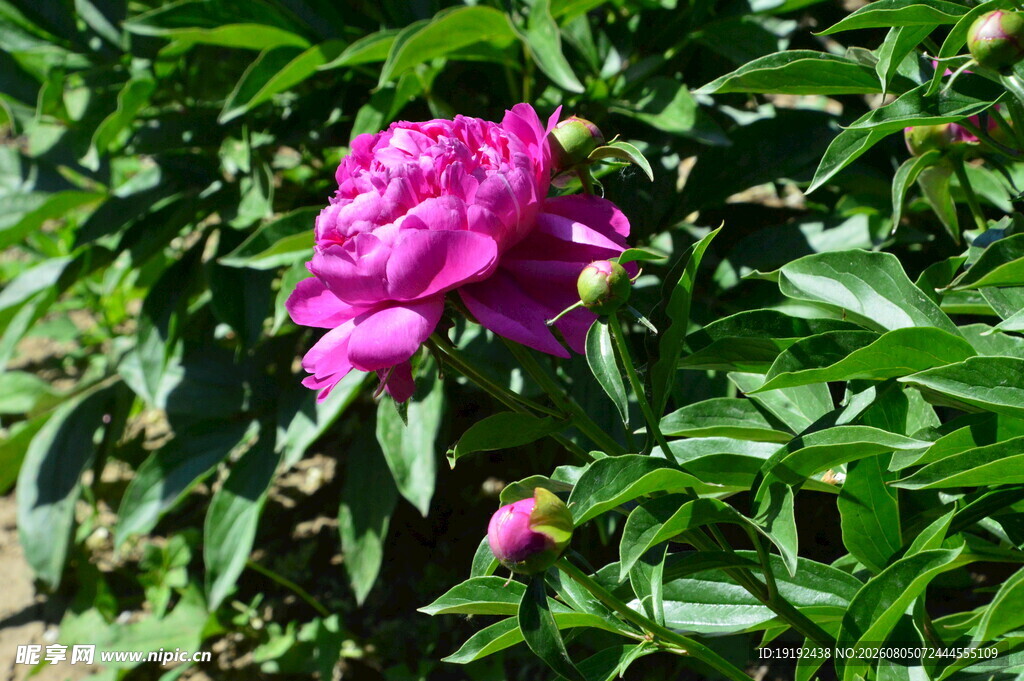 芍药花 
