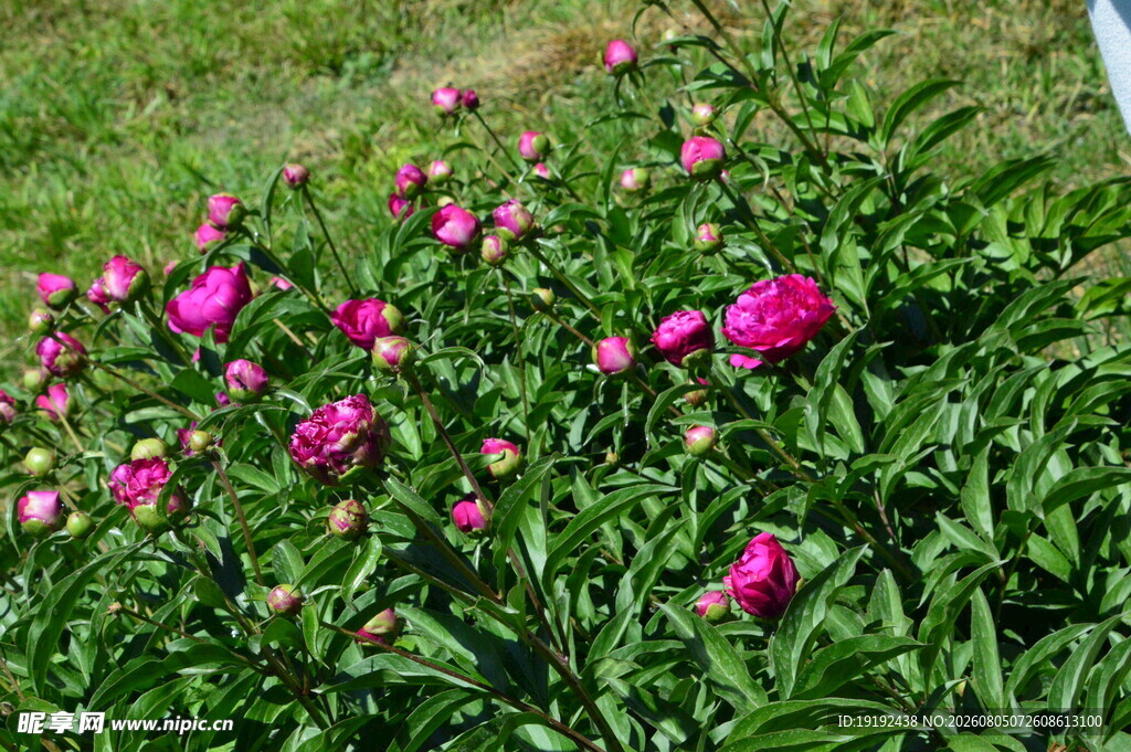 芍药花  