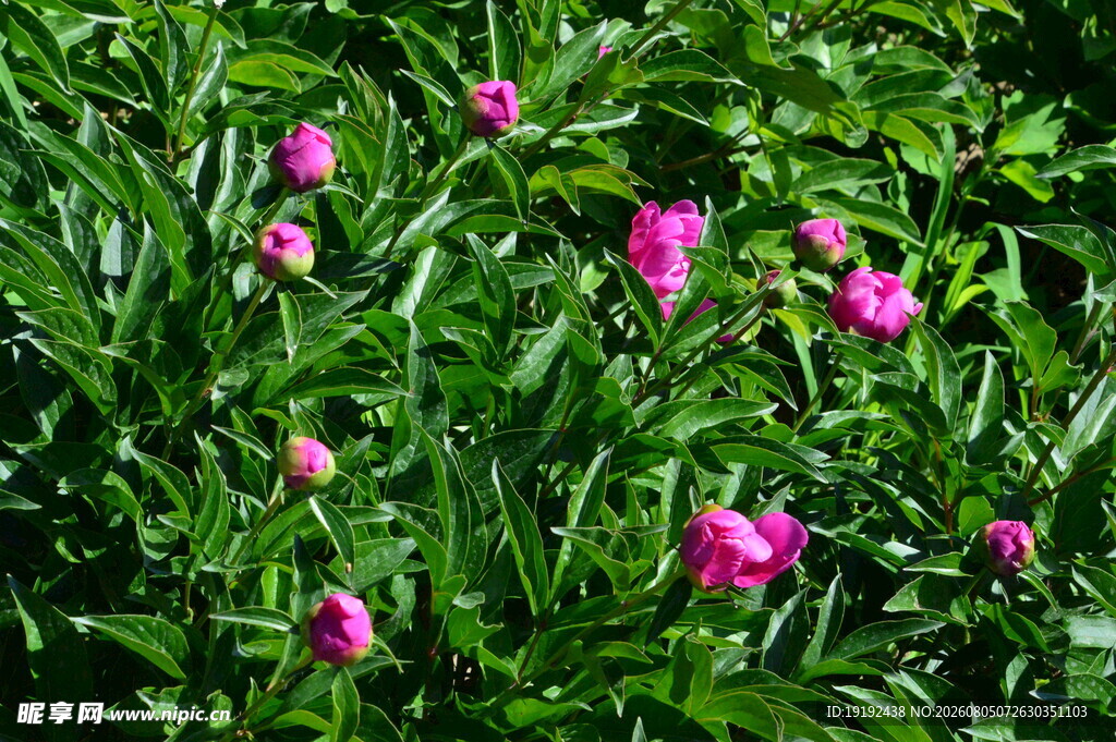 芍药花 