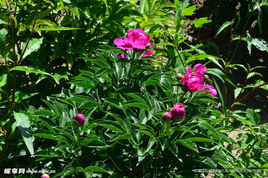 芍药花  