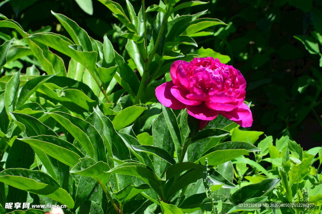 芍药花  