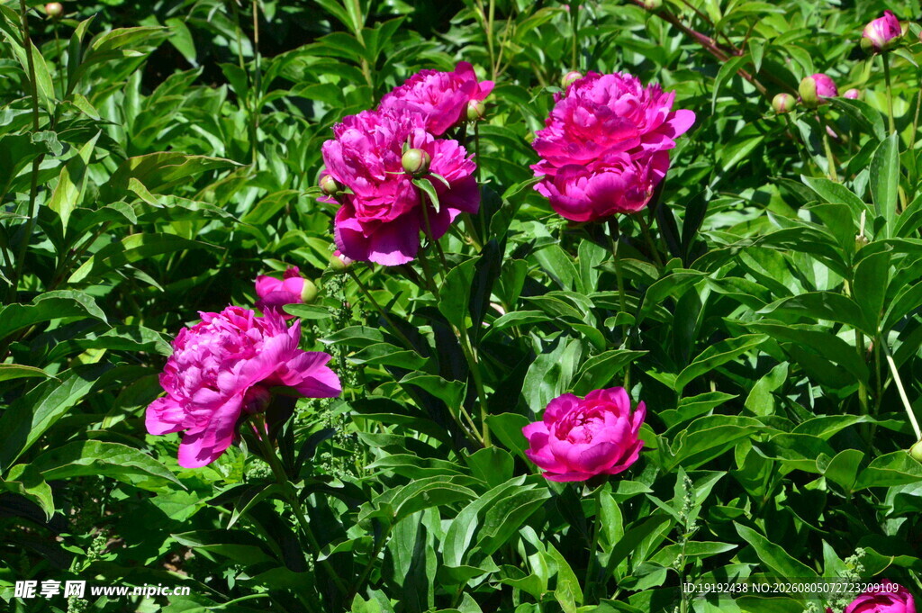 芍药花  